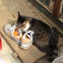 동물자유연대 부속 동물병원 이미지