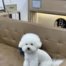 베를린동물치과센터