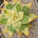 골드크레마 이미지