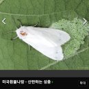 벚나무, 국화마을 수목 종합방제23.6.5.월. 이미지