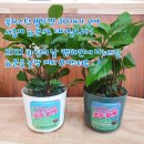 ㈜도담글로벌 이미지