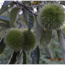 호랑이농장 이미지