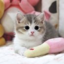 먼치킨샵