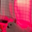 레이 펫 이미지