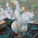 춘천막국수체험박물관 이미지