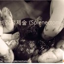 사랑우리愛동물병원
