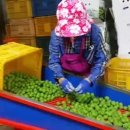 나주목사골배 이미지