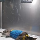 길동물병원 이미지