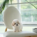 디자인독 이미지