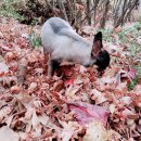 써니펫시터 이미지