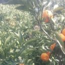 일번지농장 이미지