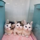 똥강아지 김해 강아지분양 고양이분양 이미지