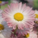 바다회마트 이미지