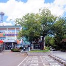 느티나무 이미지