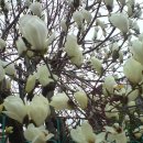 용마산에 목련,동백 벚꽃 개나리.......시의거리 이미지