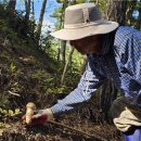 금강송민박 이미지