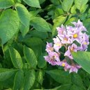 오남제일의원 이미지