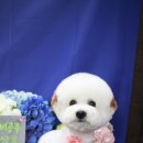 숑숑펫살롱 이미지