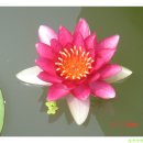 회산백련지 이미지