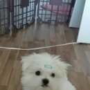 테크노웰 동물병원 이미지