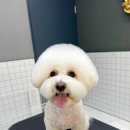 루루독 이미지