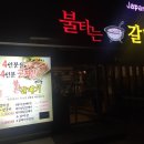 불타는갈매기 이미지