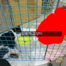 꼬미드림 이미지