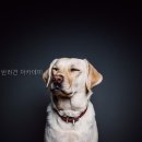 엔젤짐 반려견 아카데미 네이버블로그