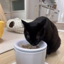 도도해 | 고양이 식기 후기: 도도해 도자기 내부식기 및 밑식기