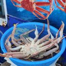 원천2길 2 정자 옆 | 울산 정자 자연산회 대게 맛집 부산횟집 칠순잔치 모임 후기