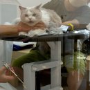 미용집사 | 대구 동구 고양이 무마취미용 미용집사 내돈내산 후기
