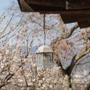 모아띠 | 240309 모나카📸 밀양 매화 출사🌸 | 금시당 백곡재, 밀양 향교, 모아띠, 카페 오우드 커피바