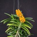 Ascocentrum miniatum 아스코센트룸 미니아툼 이미지