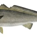 포도원회집 이미지