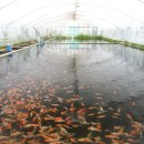 진천관상어 이미지