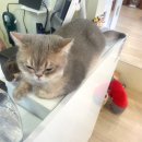 배곧중심상가 | 배곧실내데이트 [고양이주택] 중심상가 고양이카페 후기