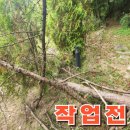 전원 주택 쓰러진 부러진 위험목 제거 아파트 기울어진 고사한 나무 피해목 벌목 비용