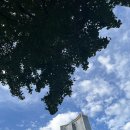 정선 육회&연어 | 임신기록｜임당 산모가 직접 먹어본 용산역 점심 메뉴별 혈당 반응 비교 (추천/비추천)