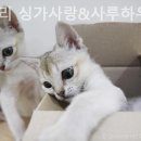 싱가사랑 네이버블로그