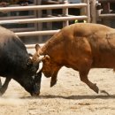 한뿔축산 이미지