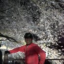 팀미라쥬 벚꽃 구경 초보 시티 라이딩 (과학관 - 카이스트 - 충남대 코스)