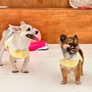 댕구르르 유치원 이미지