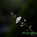 석산 이미지