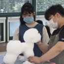 정애견미용학원 네이버블로그