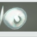 오렌지필 이미지