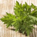 조생한의원 | 쑥의 효능 동의보감, 부인과 질환