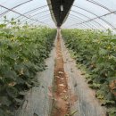 자라진천 이미지