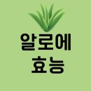 알로에 효능 <b>아직</b>도 모른다구요?