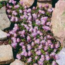 [일시품절] 풀잡이 지피식물 "분홍누운주름" 이미지
