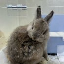 골든햄스터분양 탬펫 이미지